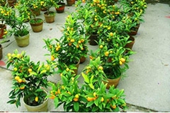 盆栽金橘换盆后的管理