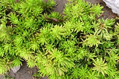 节水耐寒易养护的佛甲草