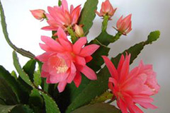 令箭荷花为何繁而不花