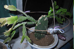 为何要对仙人掌进行嫁接，以及嫁接方法