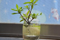 在江南地区怎样通过水插法来繁殖栀子