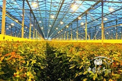大棚切花月季栽培技术要点