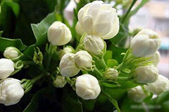 家庭莳养茉莉花如何繁殖