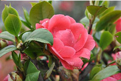 山茶在碱地也能长好