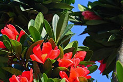 杜鹃红山茶的栽培与繁殖