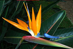 如何繁殖鹤望兰