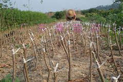 嫁接果苗枯死原因及对策