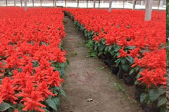 花卉矮化技术5项指导措施