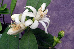 无土栽培佛手的方法