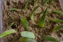 芦荟扦插繁殖法