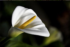 马蹄莲的盆栽与养护