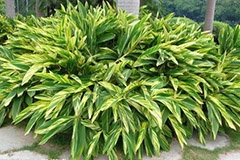 万年青的养护知识