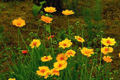 夏季多年生草本花卉进入休眠状态应该怎么管