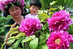 如何控制牡丹花期