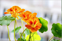 如何栽培旱金莲