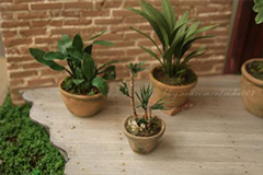 室外盆花何时入室好