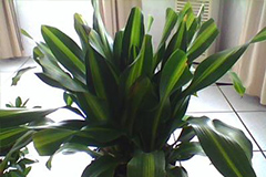 巴西铁：家庭养护注意事项