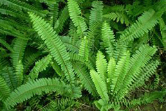 观赏蕨类植物病虫害防治措施