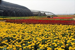 花木栽培巧用阿司匹林