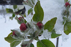 花木冻害后处理措施