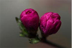 养花不开花六个主要原因