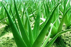 芦荟想茂盛要学会巧管理