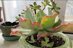 如何护理冻伤的室内盆花