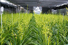 国兰越冬该如何管理