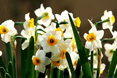 水仙养护注意五点