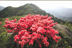 为什么杜鹃营养过剩不开花