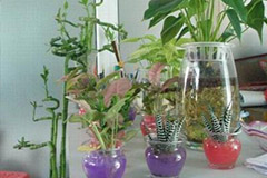 家庭水养花卉技术要点