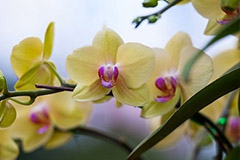 蝴蝶兰家庭栽培失败的四个原因