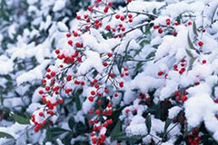 持续低温花卉简易防冻措施