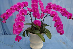 蝴蝶兰该如何进行家庭护理