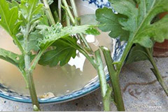 木本花卉秋季扦插关键点