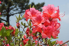 北方怎样才能养好杜鹃花