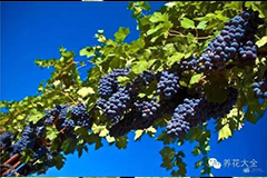 正确应对葡萄枝蔓冬季防寒