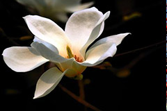 寒冷地区玉兰花的管理要点