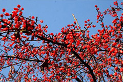 山茱萸冬季修剪及丰产培养