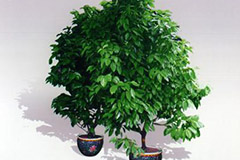 元宝树的习性及其栽培方法