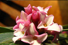 金边瑞香叶片萎蔫如何挽救