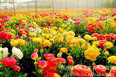 花卉种子出苗率低的原因?