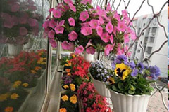 冬季来临养花要讲究四忌