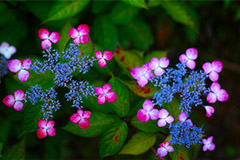 各种花草的精心呵护小处方