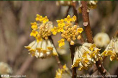 瑞香落叶的主要原因有哪些