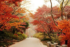 红枫育苗技术及其养护管理