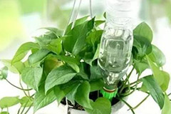 盆栽花卉的浇水原则