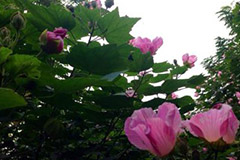 木芙蓉冬季一定要注意防冻