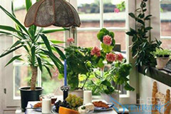 天气寒冷，居室花卉养殖要从三方面入手