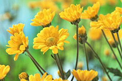 五大因素影响观赏植物开花